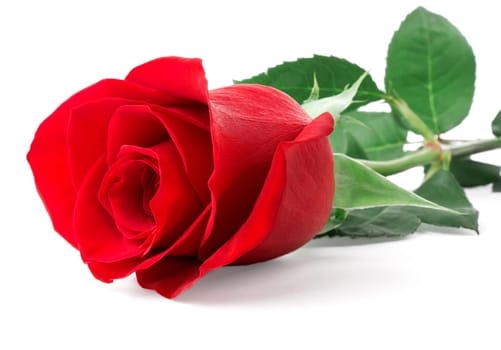 red rose bud isolated on white background