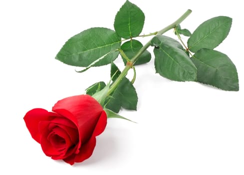 branch of red rose isolated on white background
