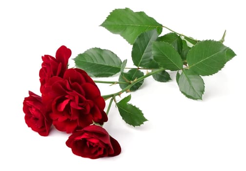 Wild red rose isolated on white background
