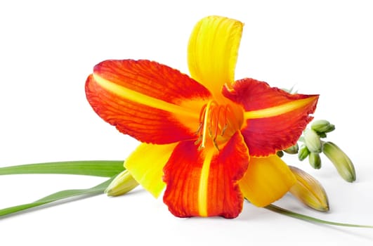 Red and yellow lily isolated on white background