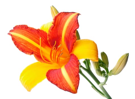 Red-yellow lily closeup isolated on white background