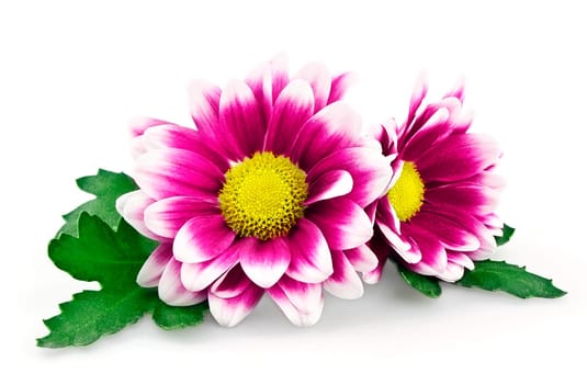 Bright purple chrysanthemum isolated on white background
