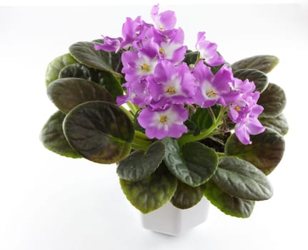 Violets in flower pots