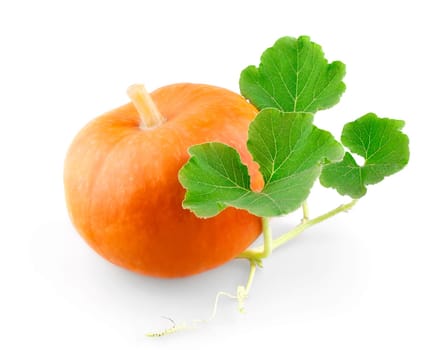 Small pumpkin with leafs isolated on white background