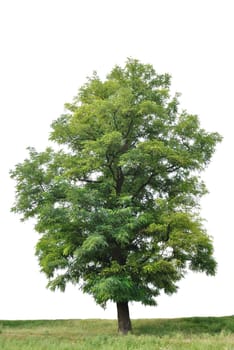 A lonely tree of acacia is against white background. It is summer and leaves are green. One can see a grass under the tree.