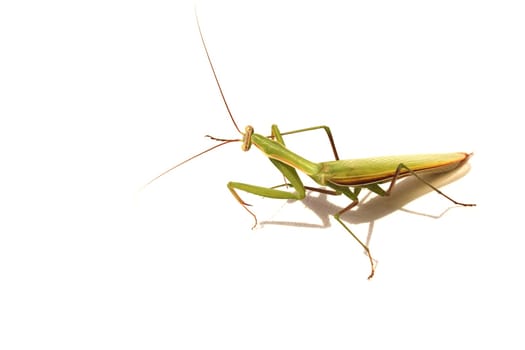 beetle  walking-sticks on isolated white background macro close-up photo