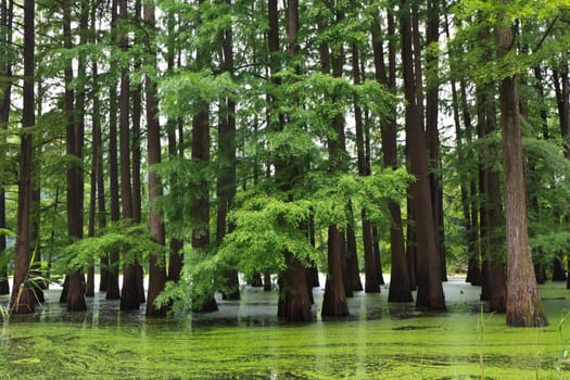 a large and beautiful flooded forest green