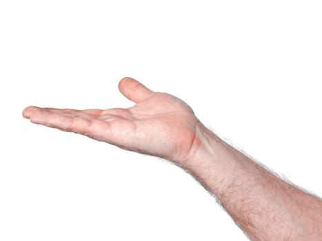 An image of a nice male palm