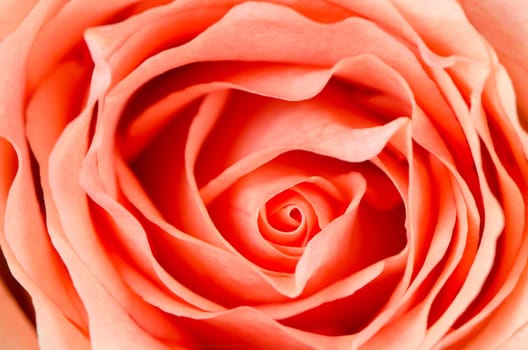 Orange rose flower background, top view closeup.