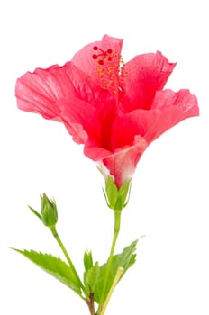Beautiful pink hibiscus flower isolated on white background.