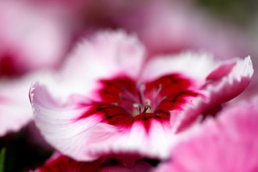 close up of a white pink red dianthus corona cherry magic