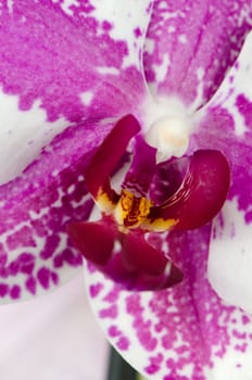 Pink orchid flower extreme closeup view.