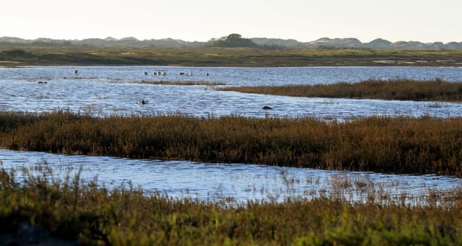 wetland near the Ormond Beach california oxnard