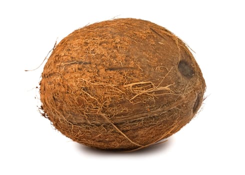 Single hairy coconut isolated on white background