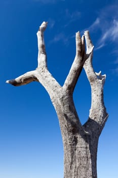 Tree stump in front of blue sky