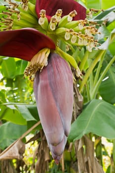 Banana blossom and bunch on tree in Thailand