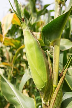 Corn on the stalk in the field