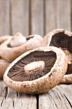 Healthy fresh mushrooms with very shallow depth of field