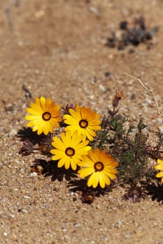 yellow desert plant in South Africa - close up