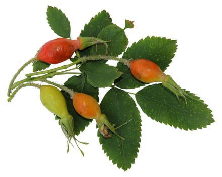 The fruit  briar is noted for its high vitamin C