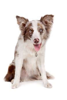 Border collie sheepdog in front of a white background