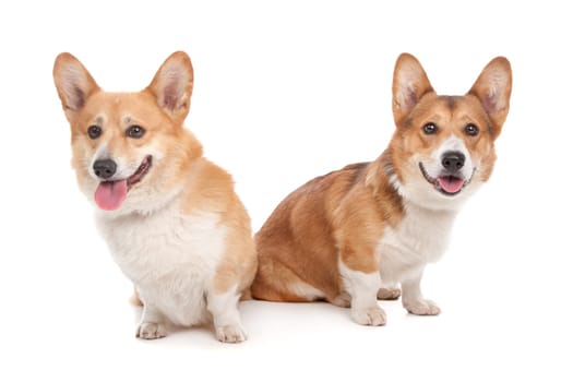 Pembroke Welsh Corgi in front of a white background