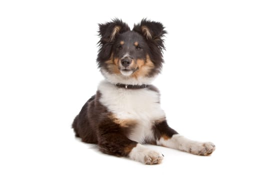 shetland sheepdog in front of a white background