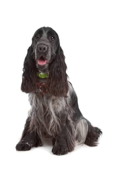 English Cocker Spaniel dog in front of a white background