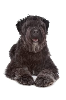 Bouvier des Flandres in front of a white background