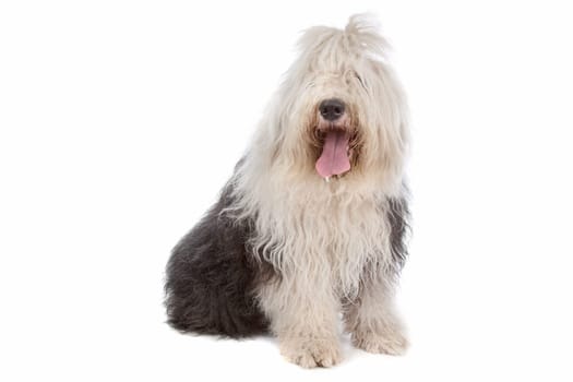 Old English Sheepdog in front of a white background