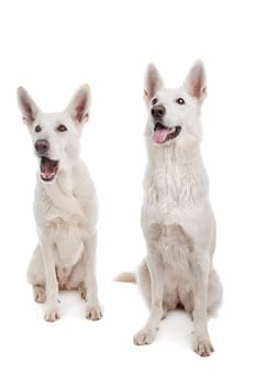 two White Shepherd Dogs in front of a white background