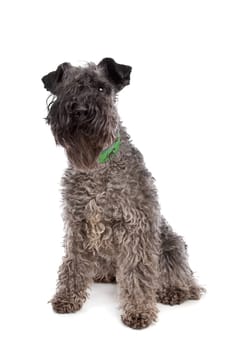 Kerry Blue Terrier in front of a white background