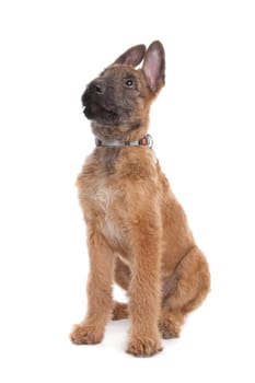 Belgian Shepherd Dog (Laekenois) in front of a white background