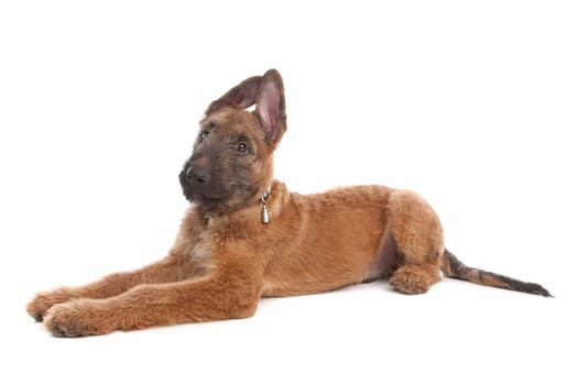 Belgian Shepherd Dog (Laekenois) in front of a white background