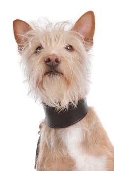 Podengo Portugues medio or Portuguese Hound in front of a white background