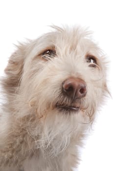 Podengo Portugues medio or Portuguese Hound in front of a white background