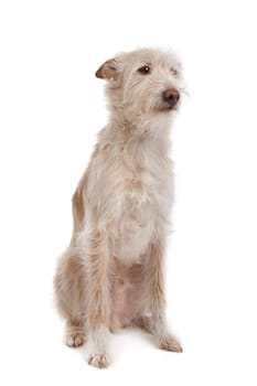 Podengo Portugues medio or Portuguese Hound in front of a white background