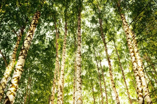 birch forest in sunlight in the morning