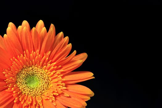 orange gerbera daisy on a black background