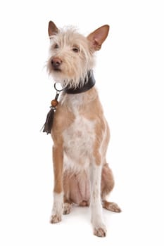 Podengo Portugues medio or Portuguese Hound in front of a white background