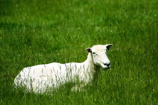 A sheep farm encountered in Dartmoor National Park of Devon, UK