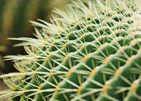 cactus close up