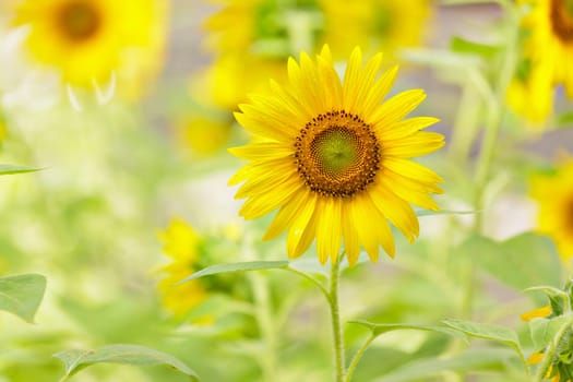 Sunflower