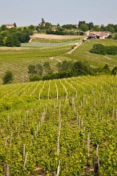 Barbera vineyard during spring season, Monferrato area, Piedmont region, Italy