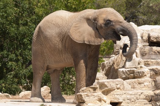 Elephantidae is a elephant big mammal africa