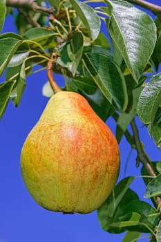 Ripe pear hanging on a branch among leaves