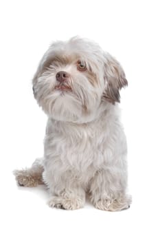 mixed breed dog in front of a white background