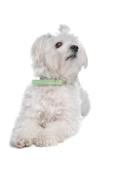 Maltese dog in front of a white background