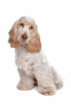 English Cocker Spaniel in front of a white background