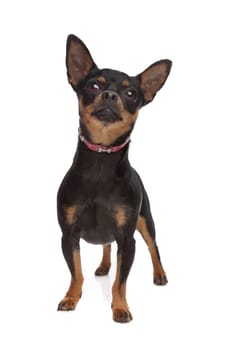 Miniature Pinscher in front of a white background